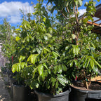 Kohala Longan