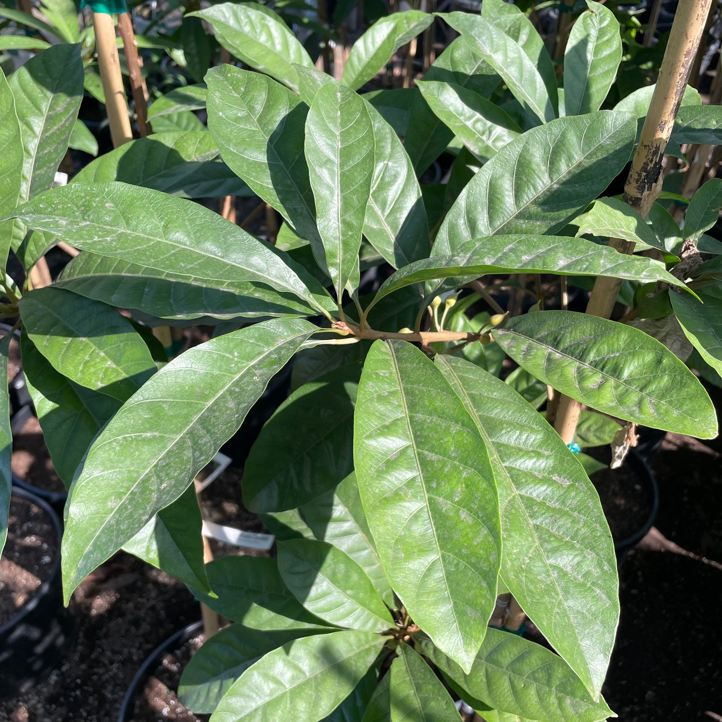 Egg yolk fruit/Egg yolk fruit seedlings