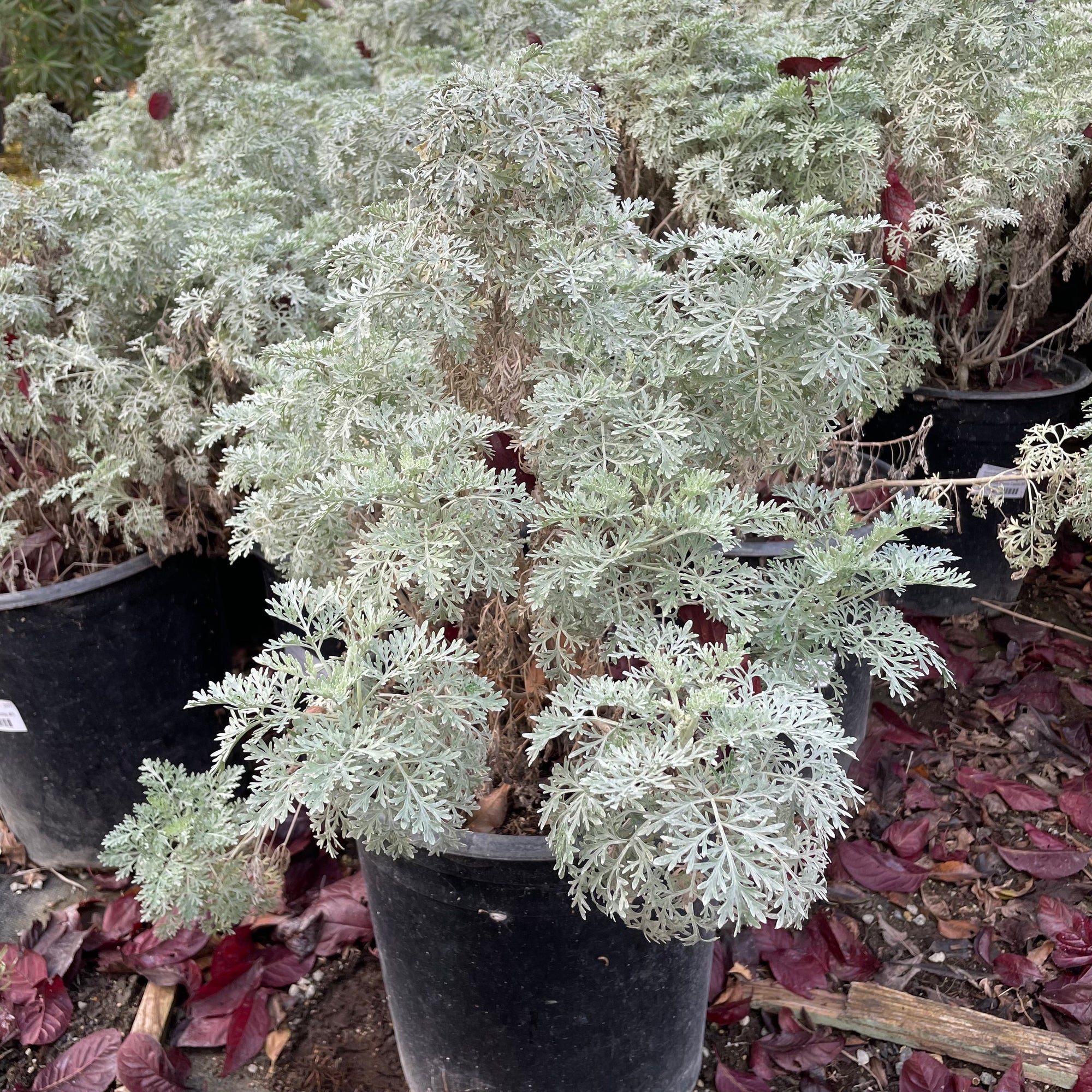 Asteraceae-Silver Artemisia