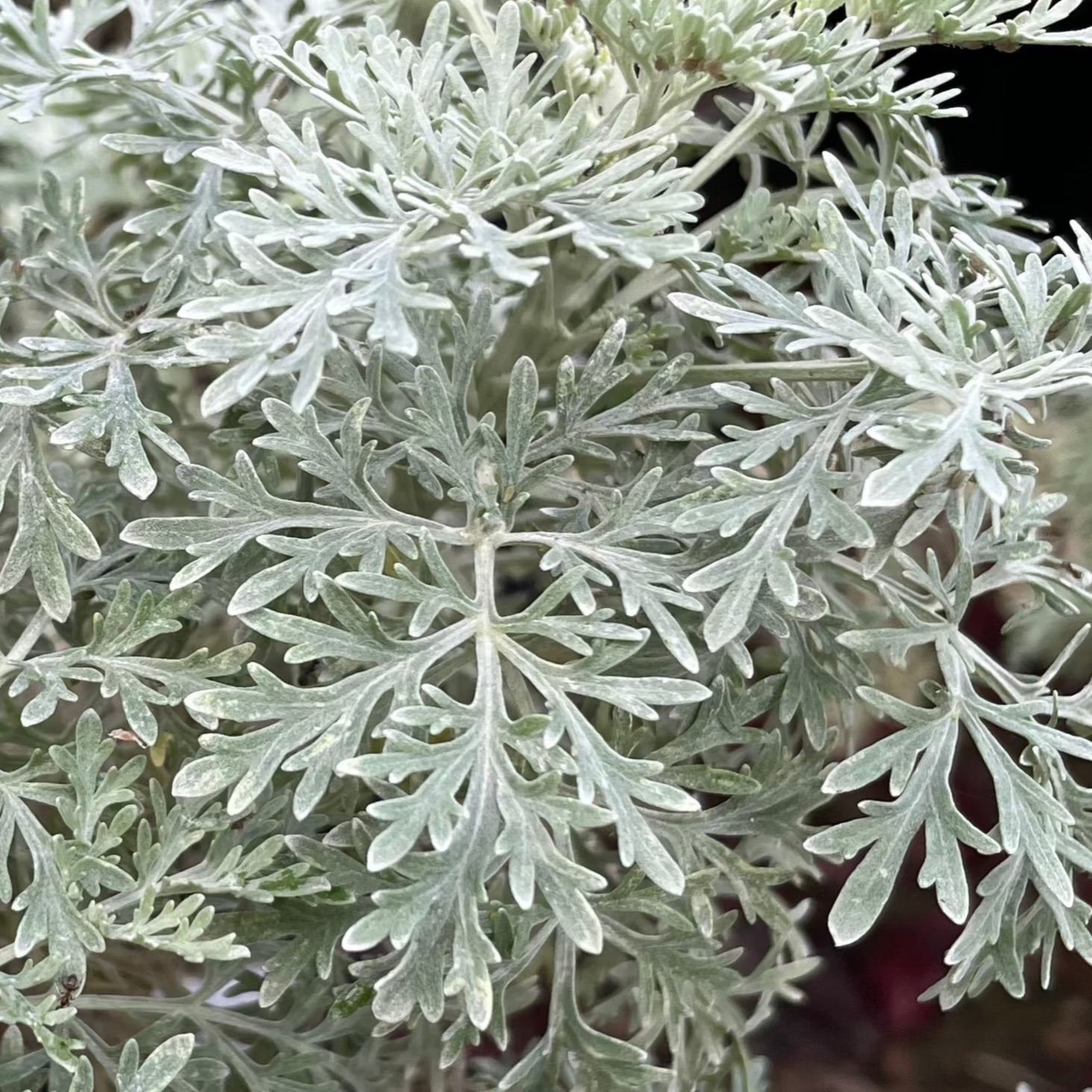Asteraceae-Silver Artemisia