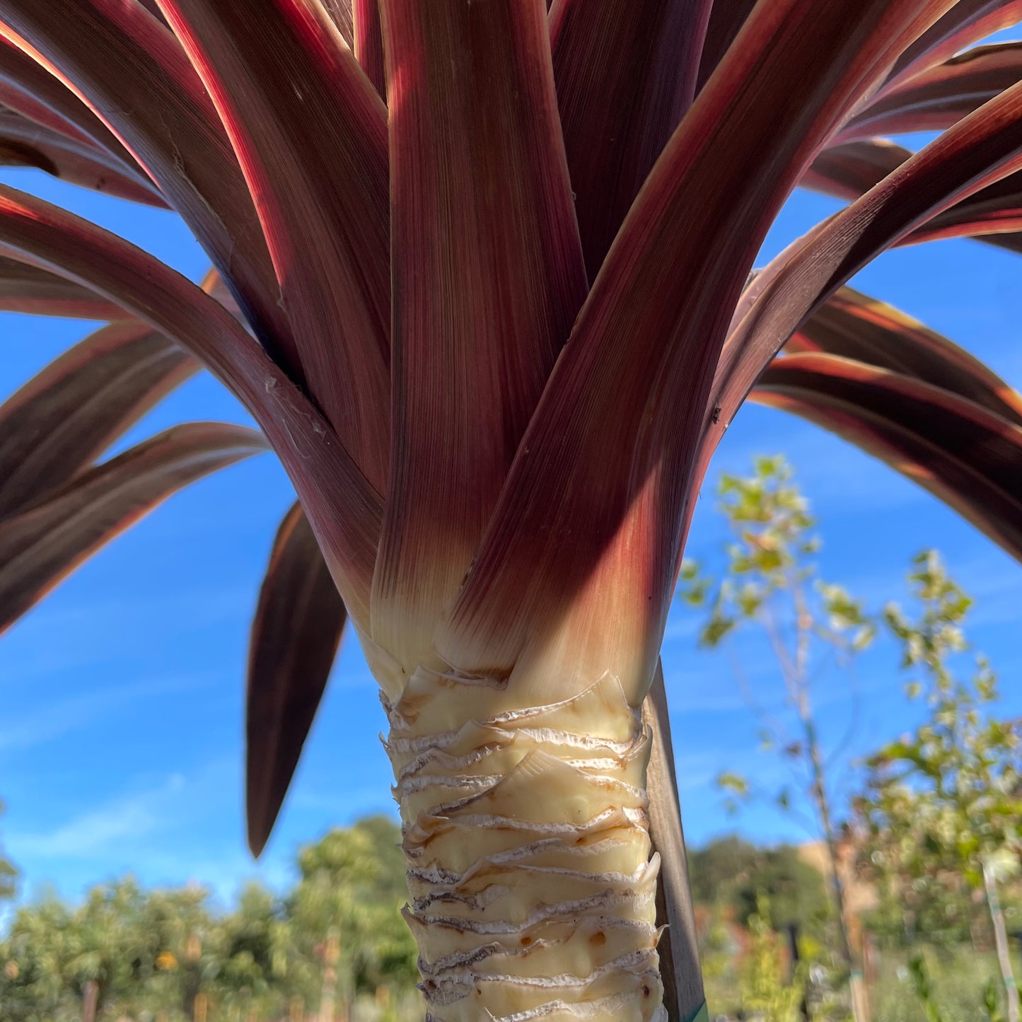 Australian Cordyline-Red Leaves