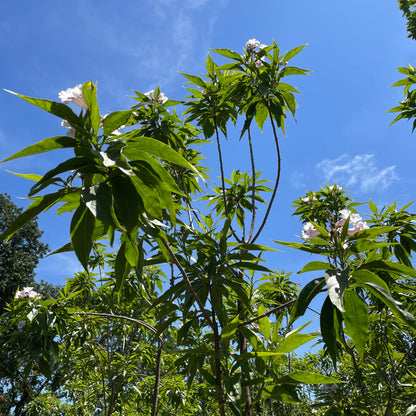 Catalpa willow-Morning clouds