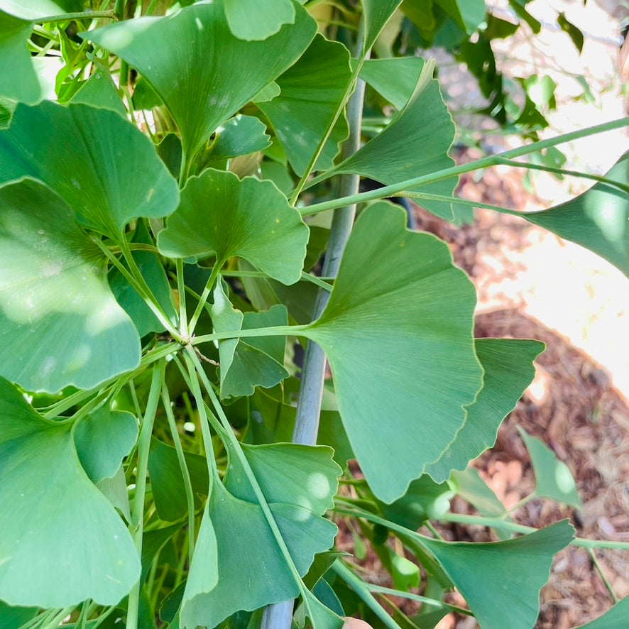 Ginkgo Tree-Golden Autumn Ginkgo