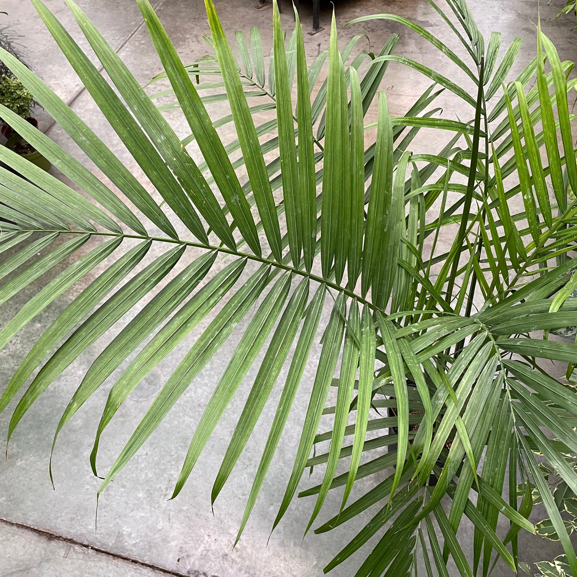 Majesty Palm