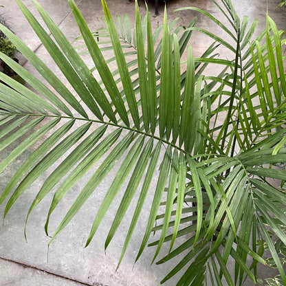 Palm Tree-King of Coconut Trees