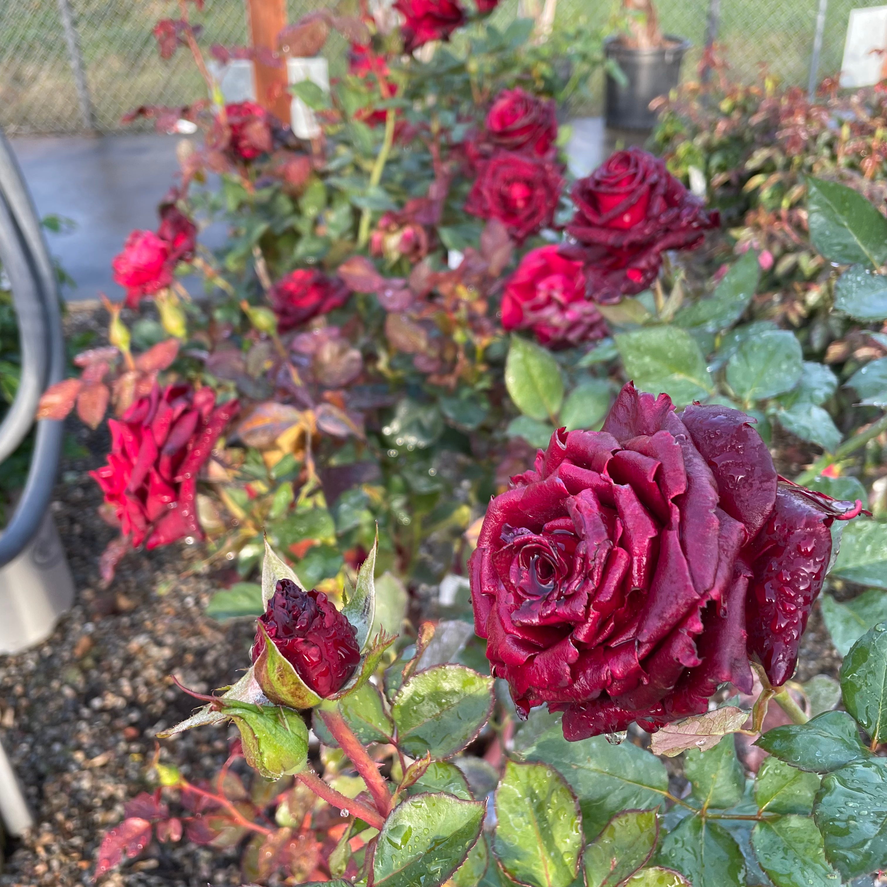 Black Baccara Rose