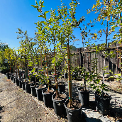 Apple Tree - Fuji Apple