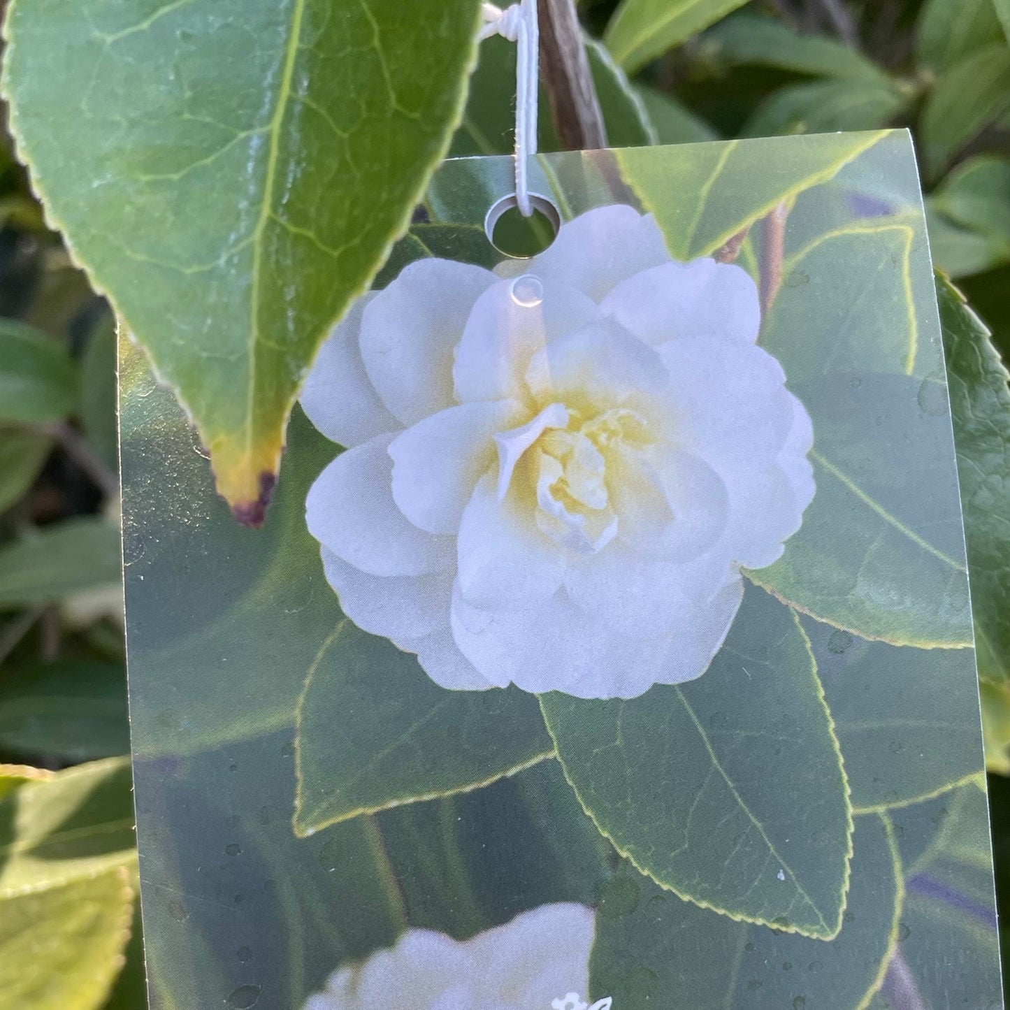 Camellia-Cream Mint