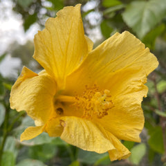 木槿花-黄色
