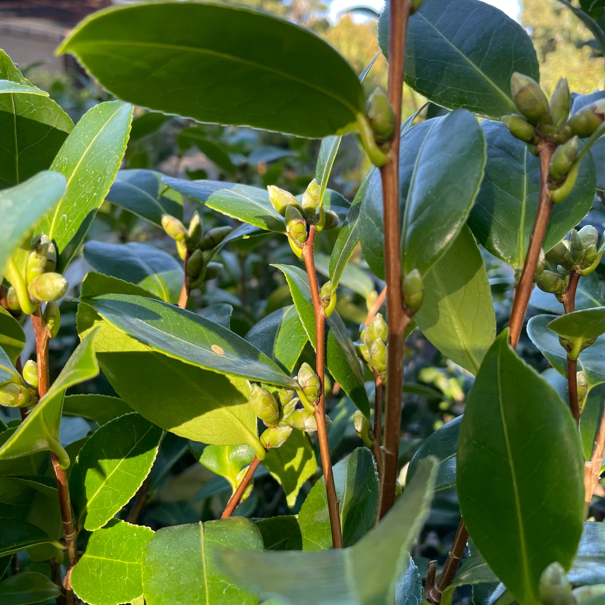 Magnoliaeflora Camellia 