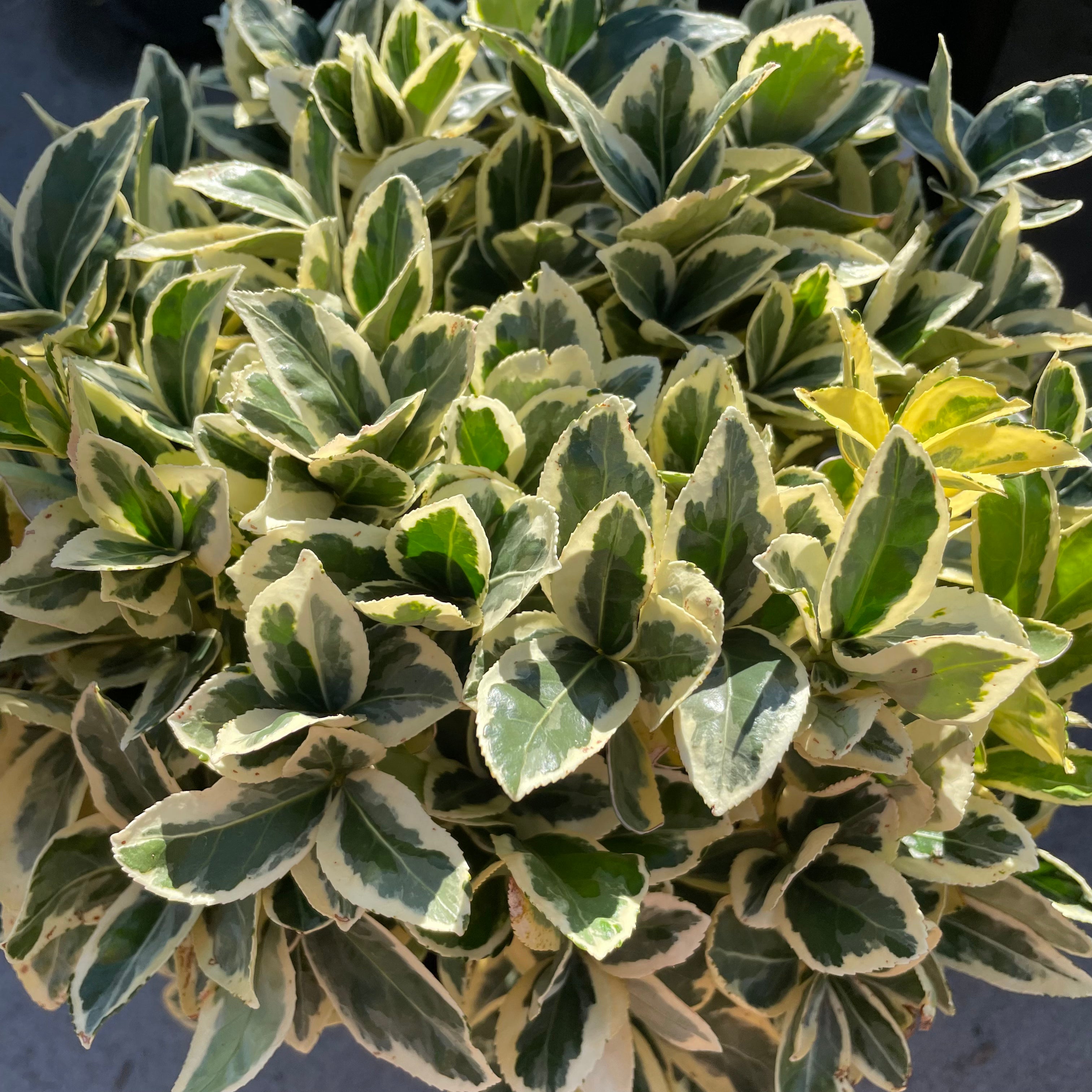 Shrubs - Silver Edge Honeysuckle