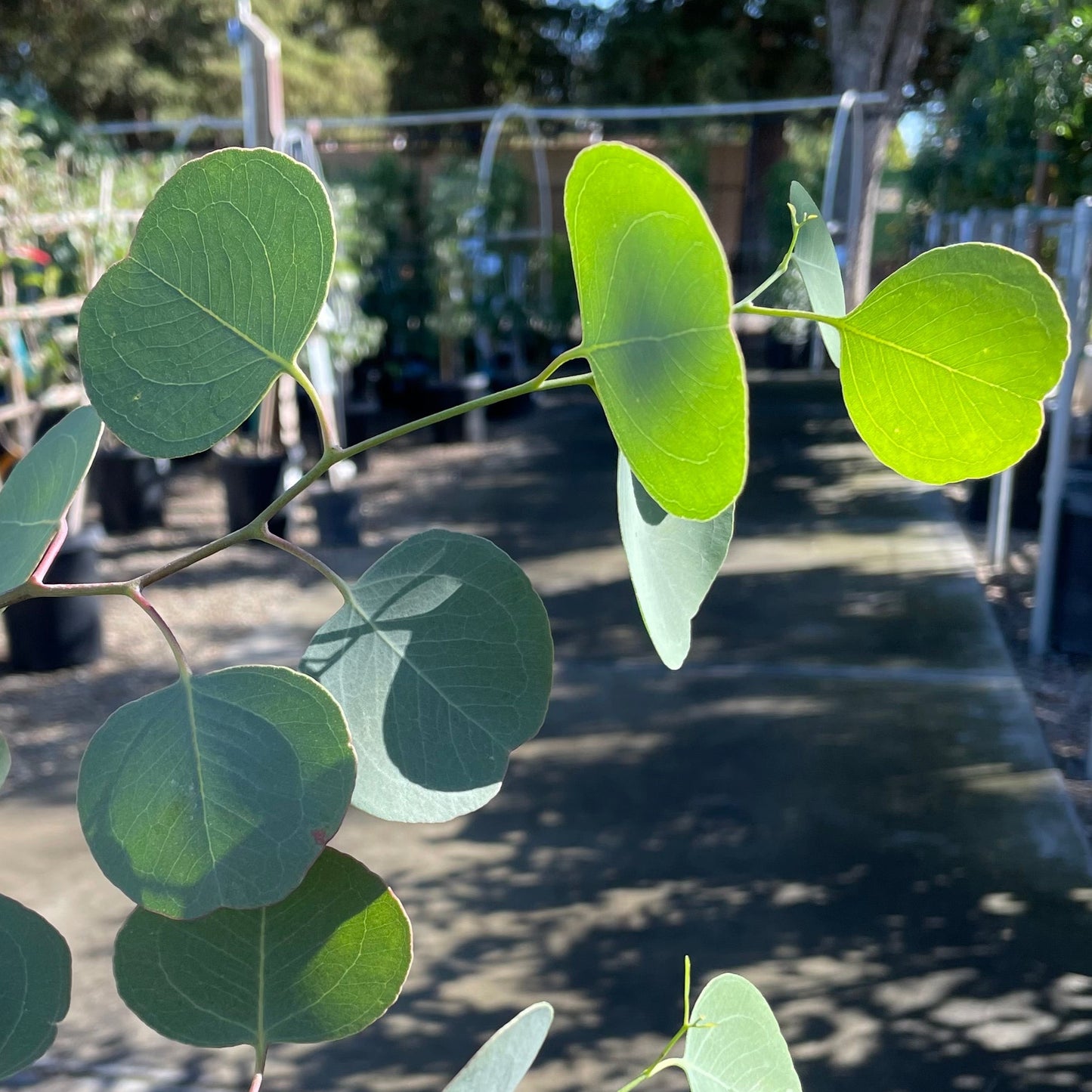 Eucalyptus-Silver Dollar