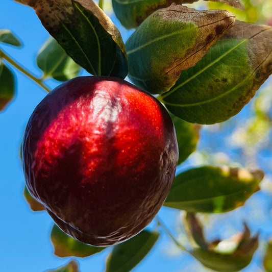 Jujube Tree-Shanxi Pear Jujube