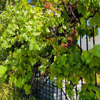 葡萄树-无籽黑葡萄 Eastern Concord Seedless Grape