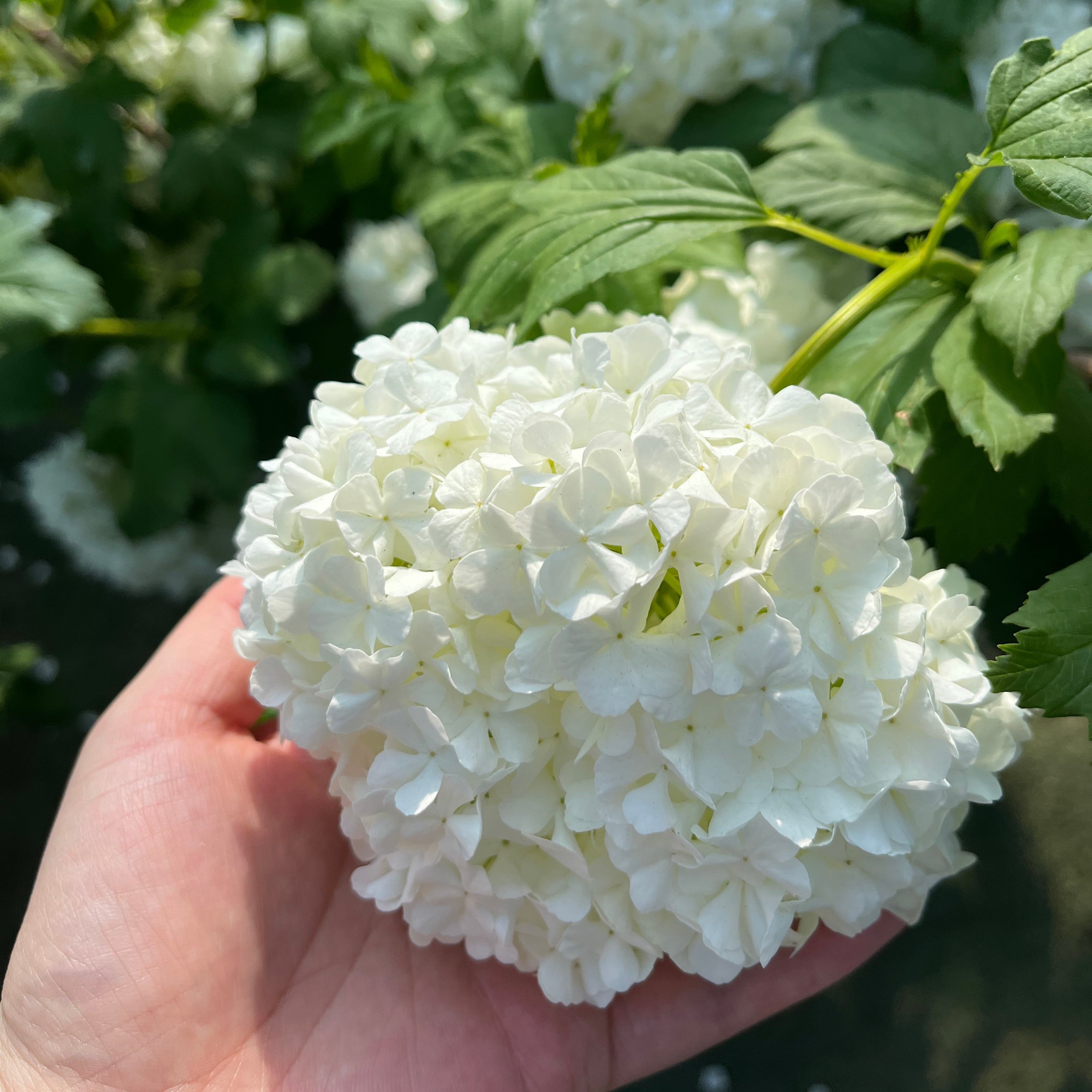 欧洲木绣球 Eastern Snowball