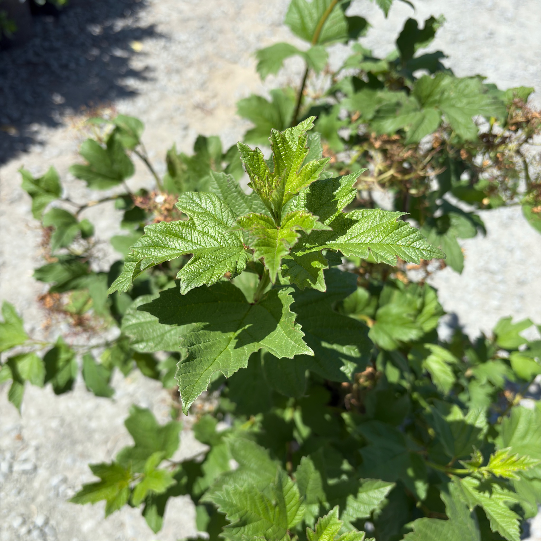 欧洲木绣球 Eastern Snowball