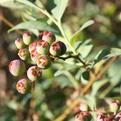 Blueberry Tree-O'Neal