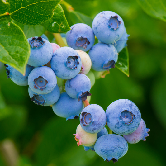 Blueberry Tree-O'Neal