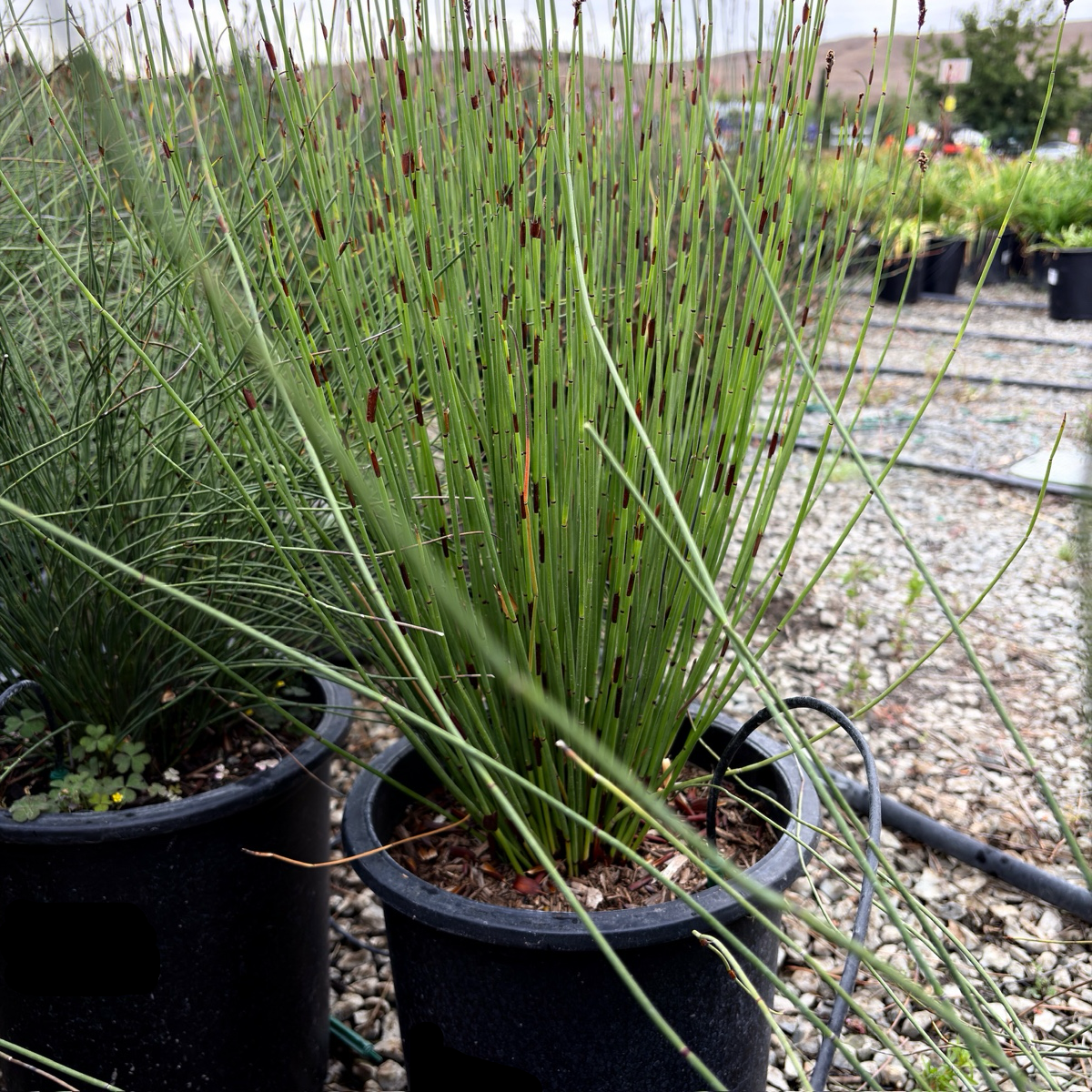 矮化屋顶灯芯草 El Campo Small Cape Reed