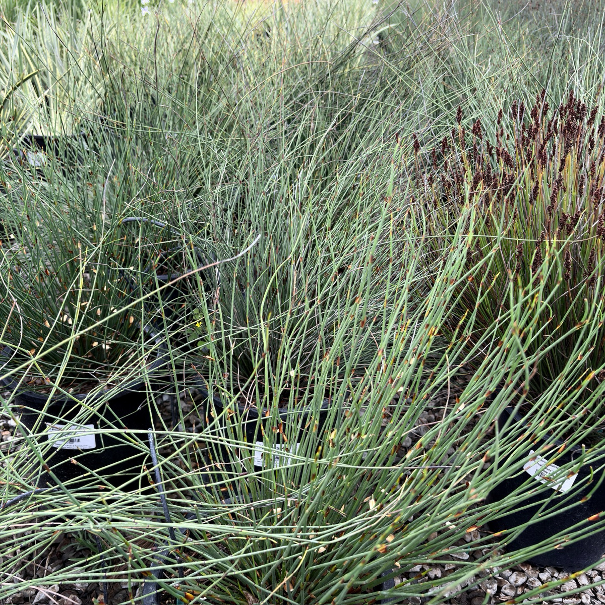 矮化屋顶灯芯草 El Campo Small Cape Reed