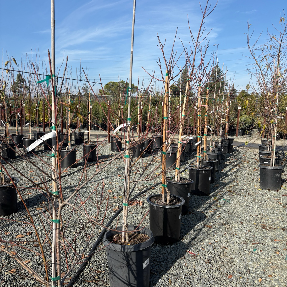 黄桃-美洲黄桃 Elberta Peach