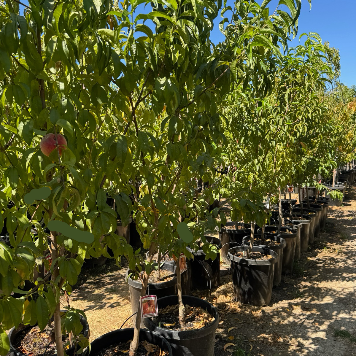 黄桃-美洲黄桃 Elberta Peach