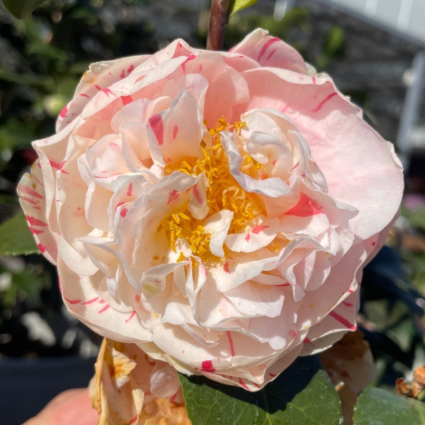 麦科恩山茶花 Eleanor Mccown Camellia