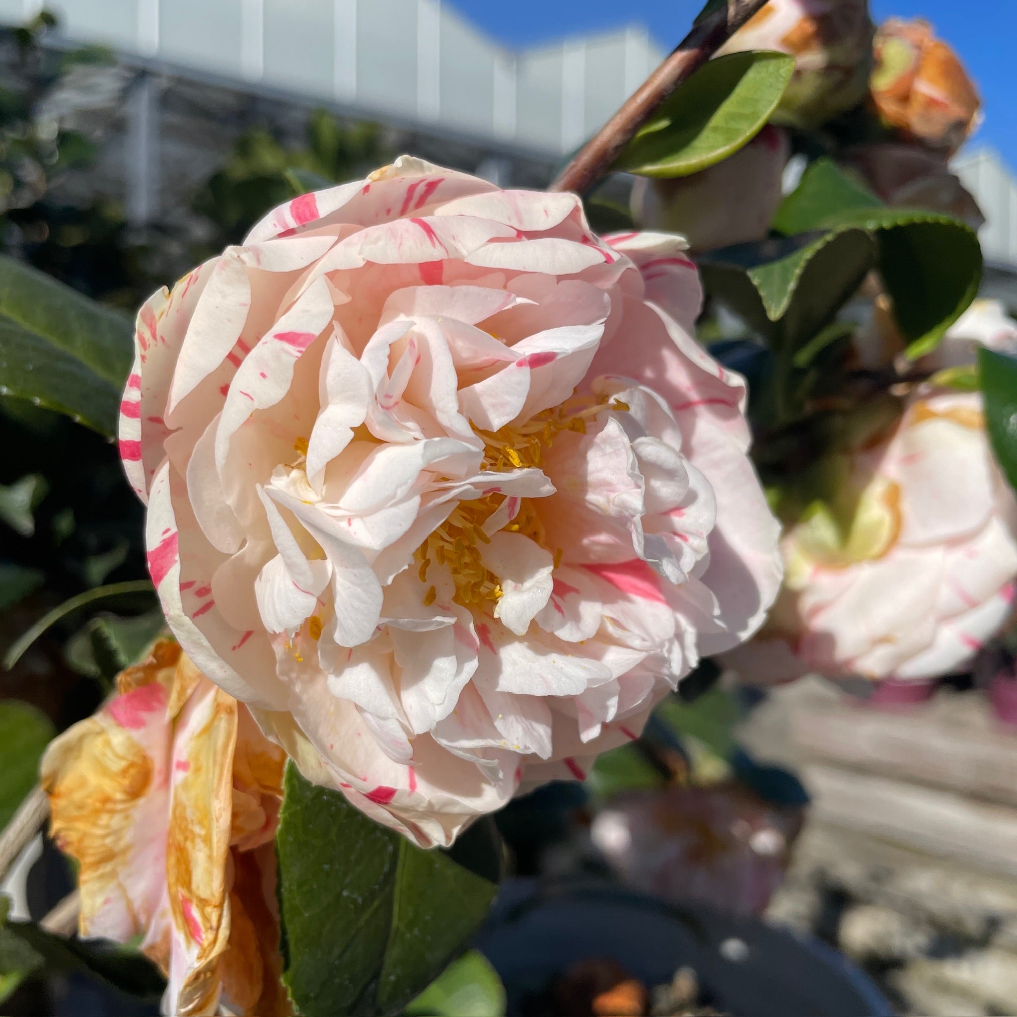 麦科恩山茶花 Eleanor Mccown Camellia