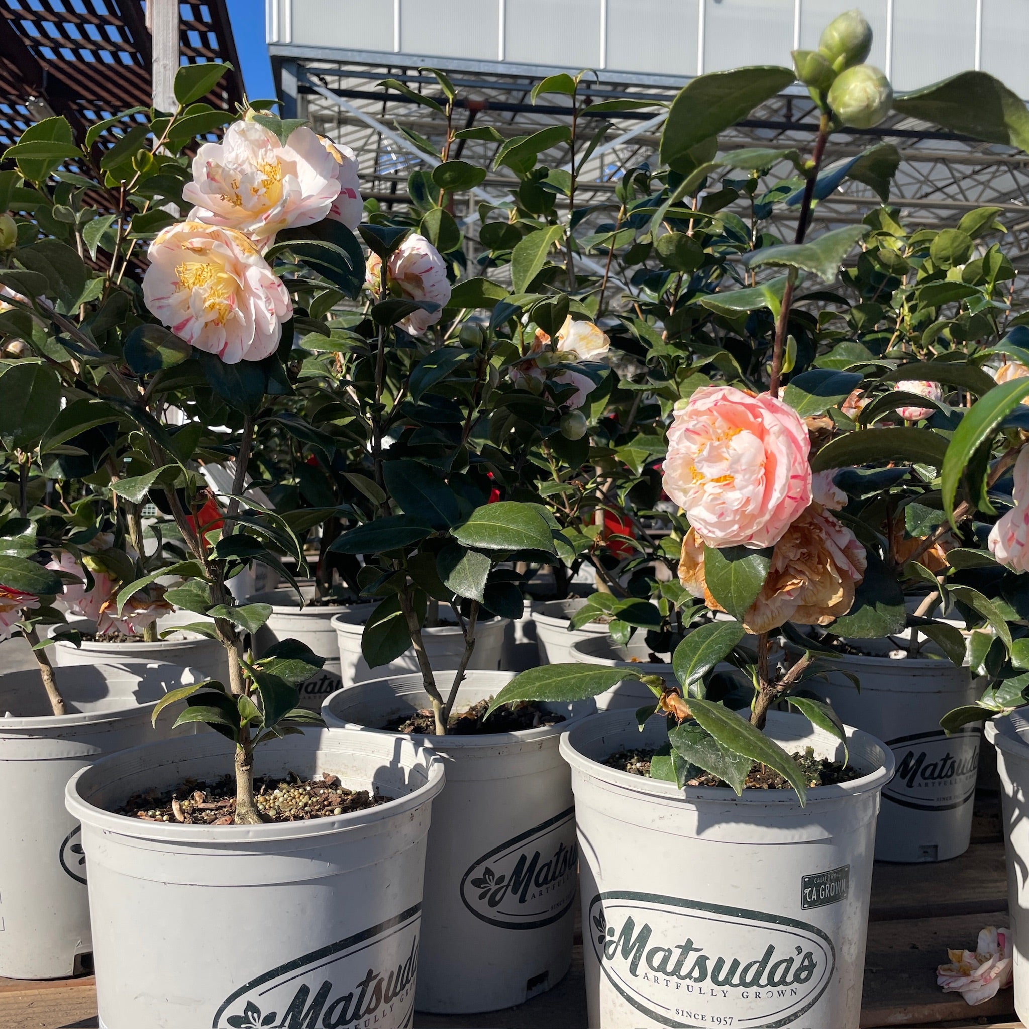 麦科恩山茶花 Eleanor Mccown Camellia