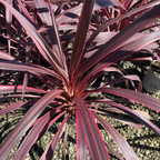 朱焦 Electric Pink Grass Tree