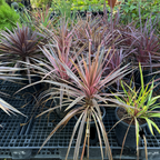 朱焦 Electric Pink Grass Tree