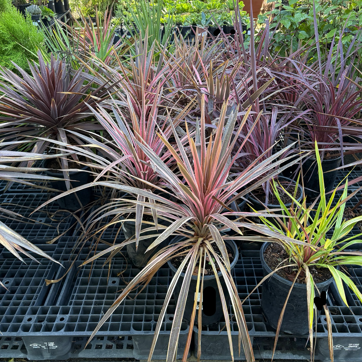 朱焦 Electric Pink Grass Tree