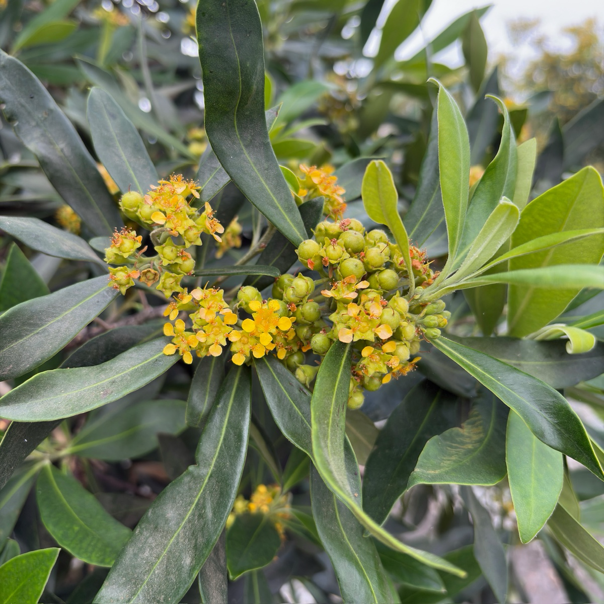 月桂桉 Elegant  Water Gum