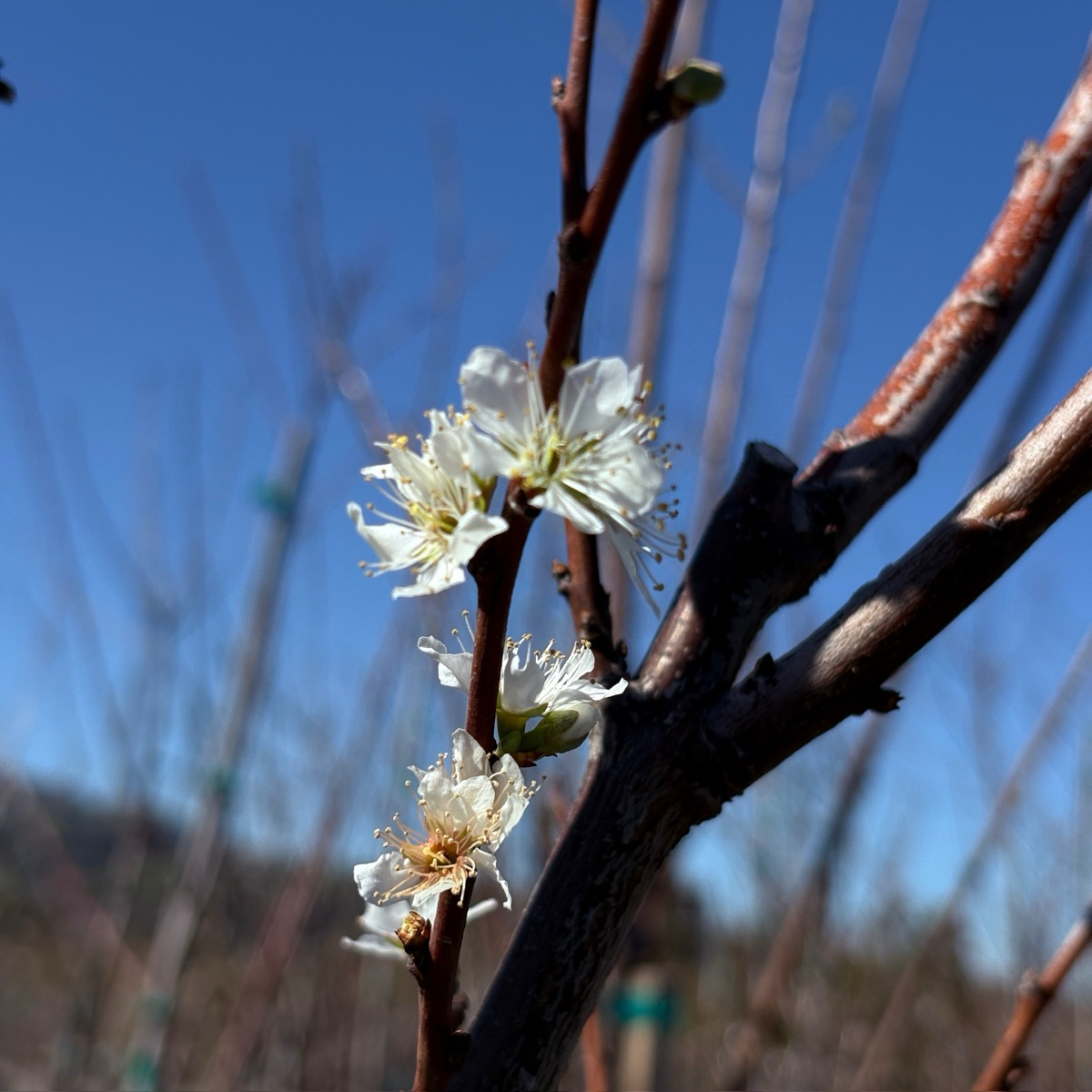 象心李子 Elephant Heart Japanese Plum