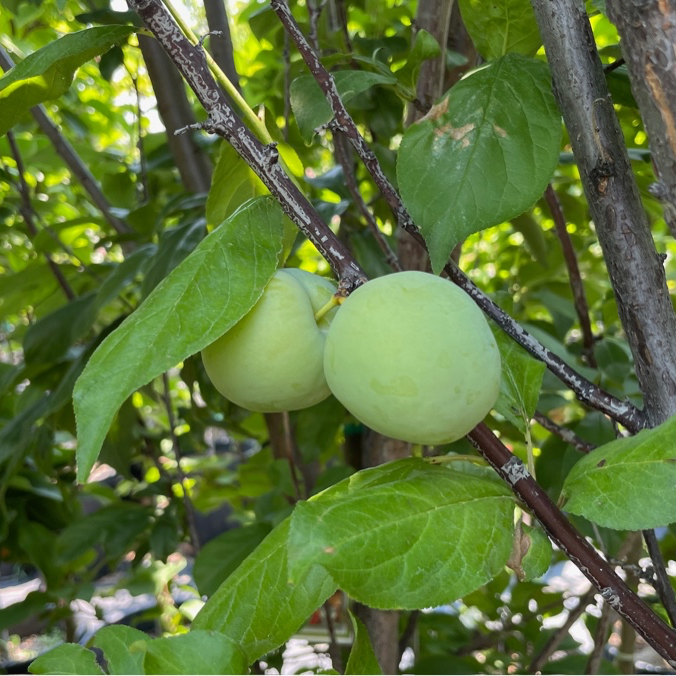 象心李子 Elephant Heart Japanese Plum