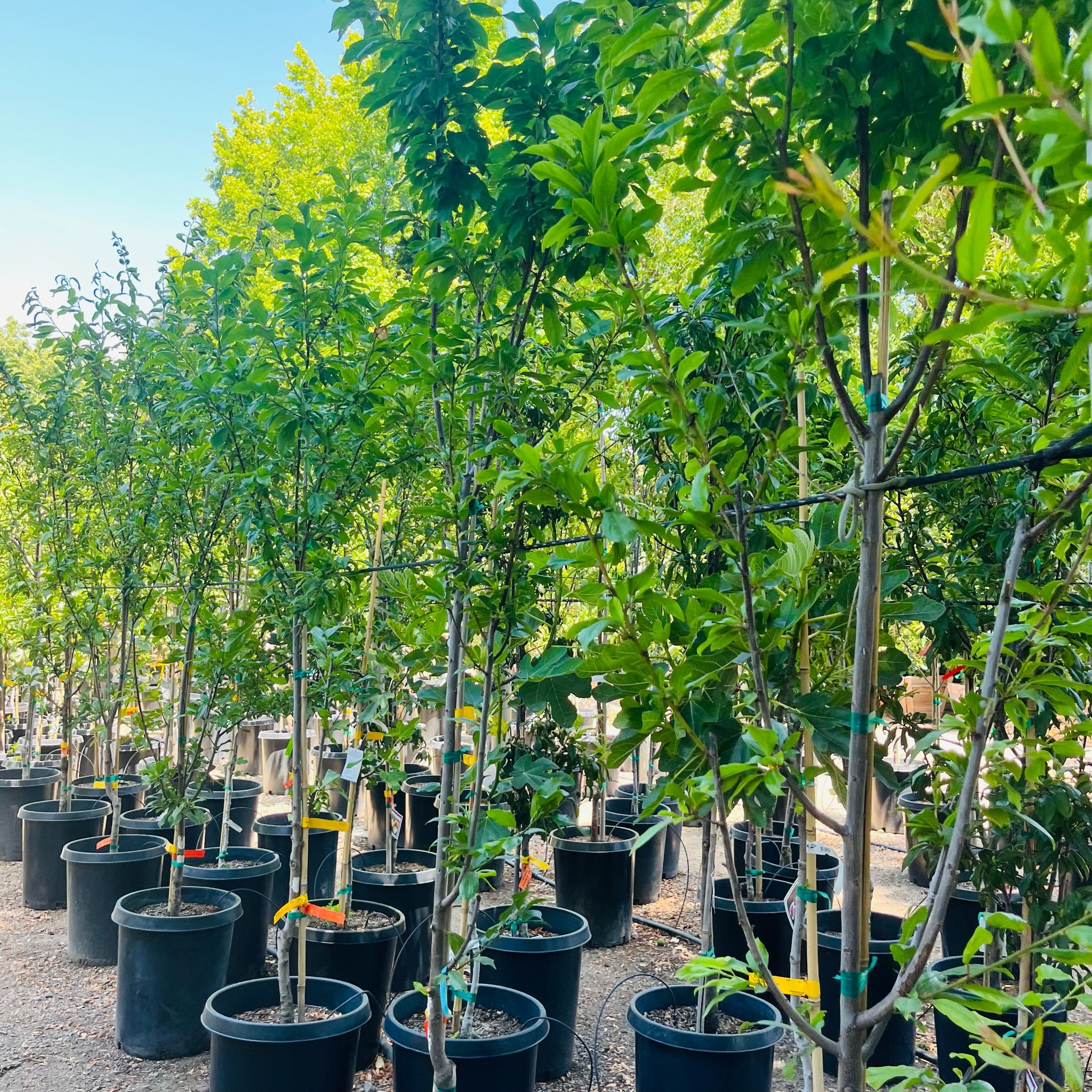 象心李子 Elephant Heart Japanese Plum