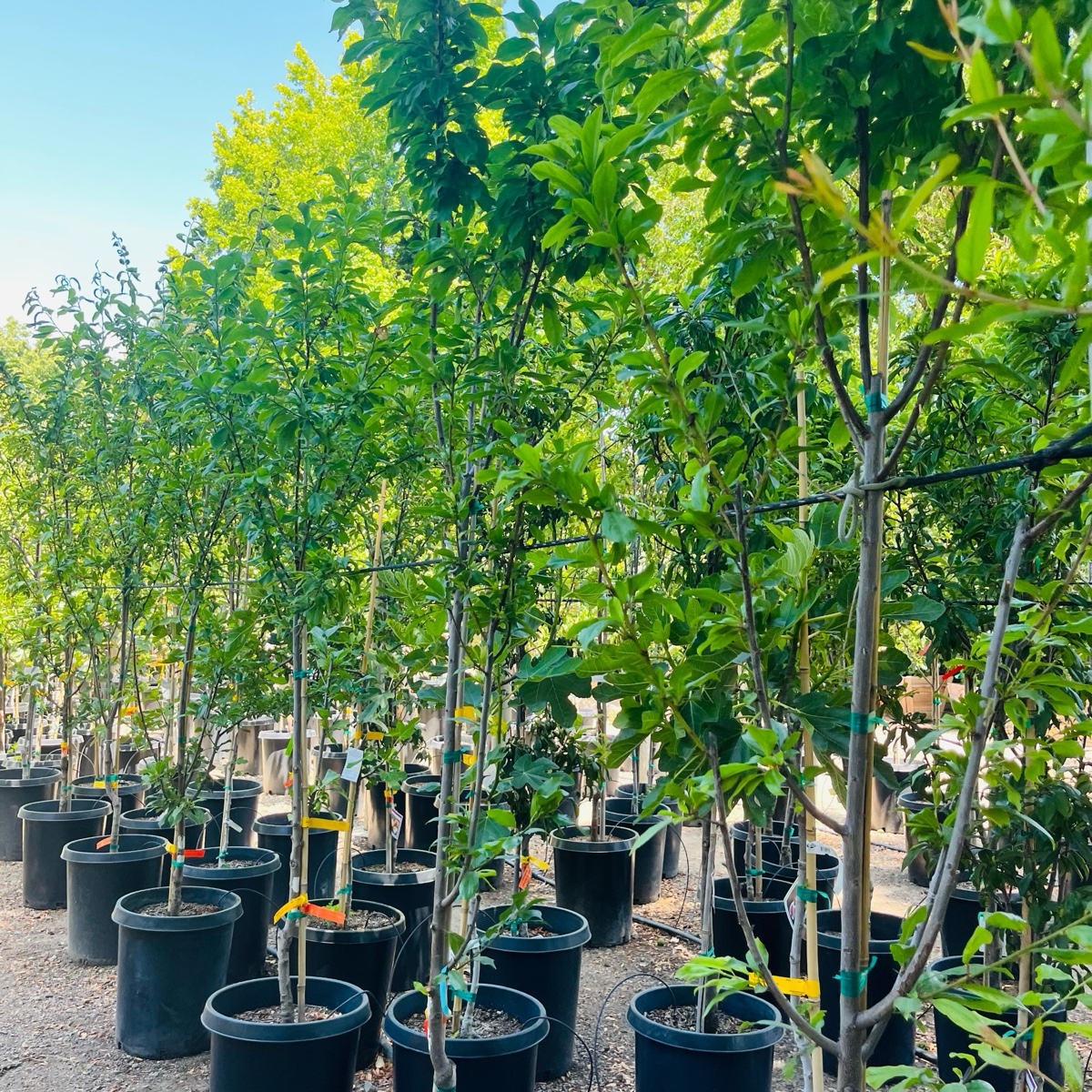 象心李子 Elephant Heart Japanese Plum