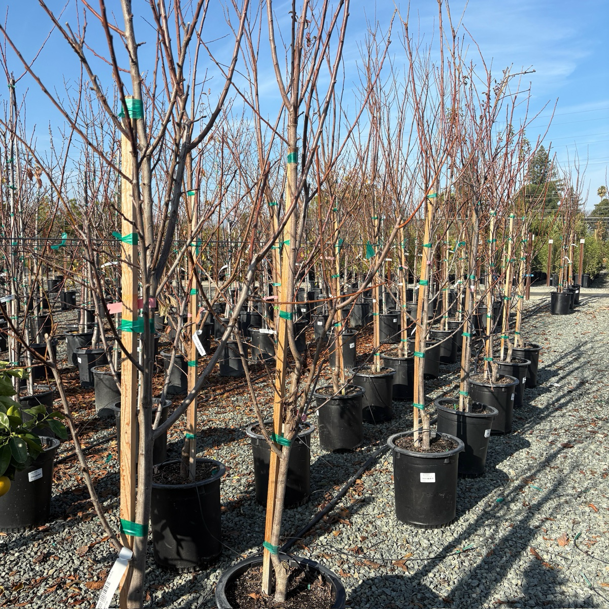 象心李子 Elephant Heart Japanese Plum