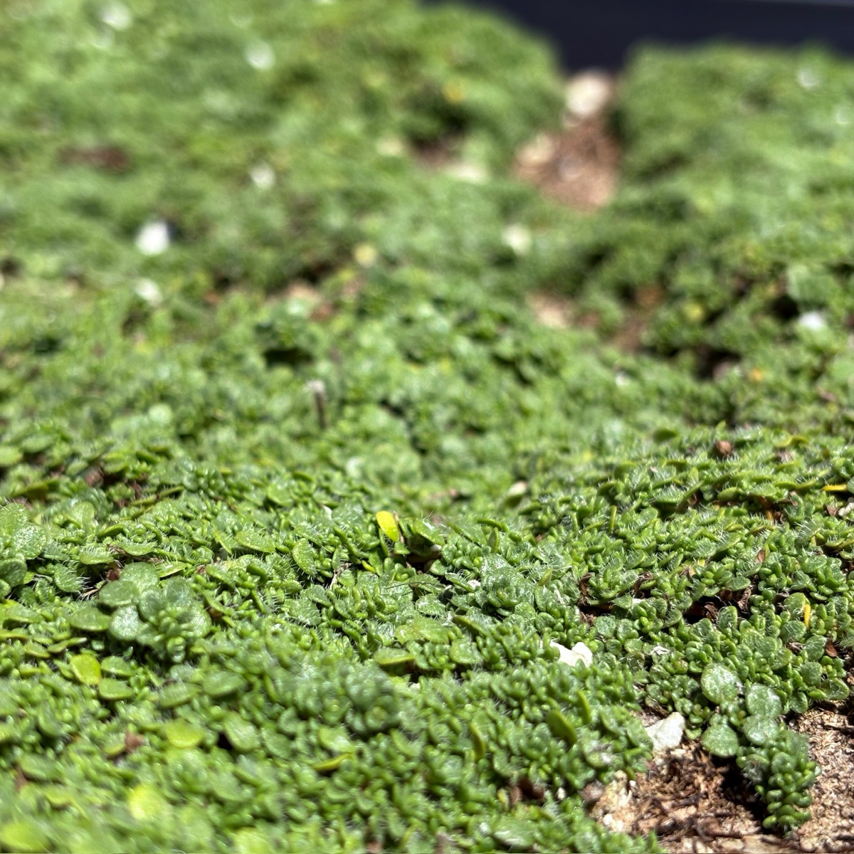 百里香 Elfin Creeping Thyme