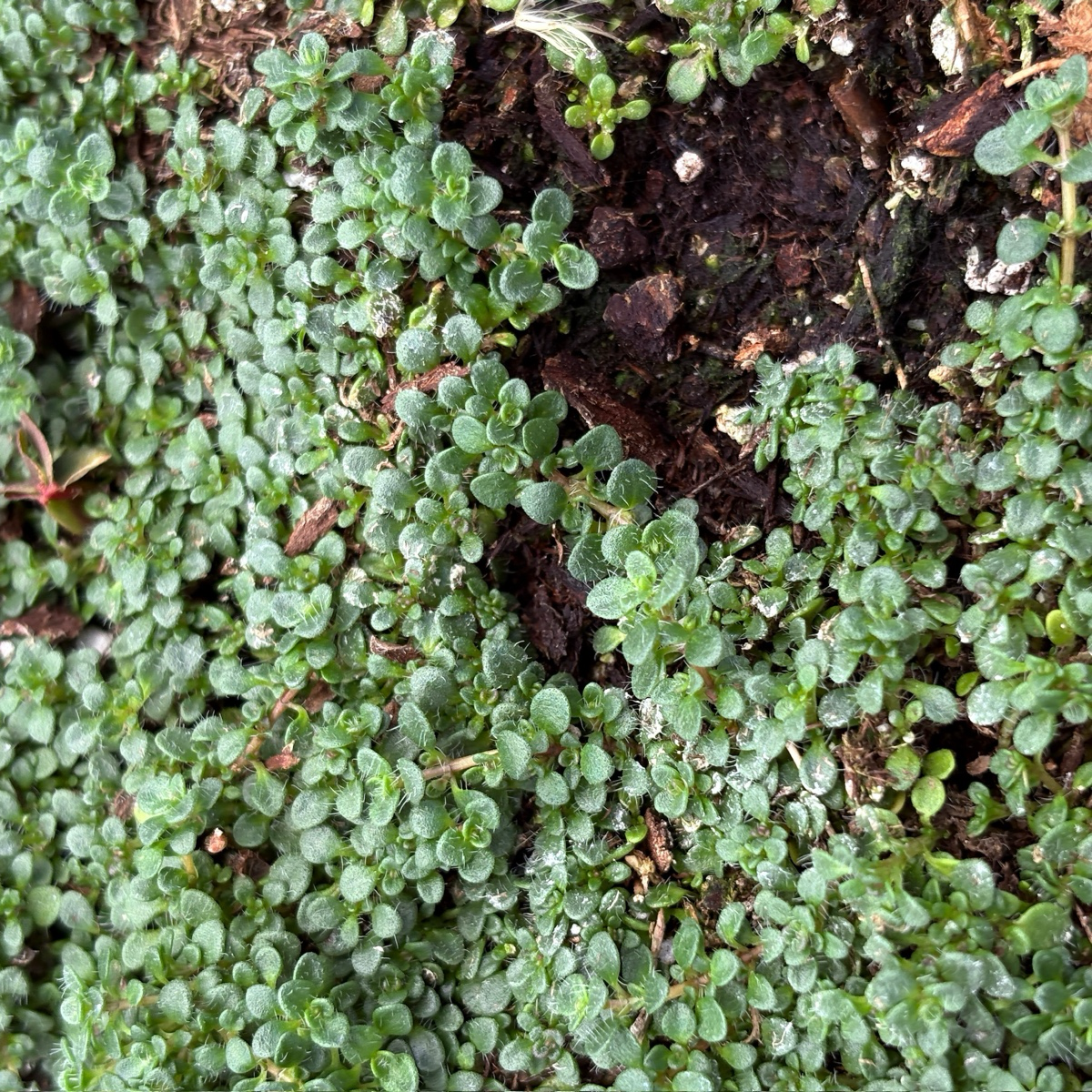 百里香 Elfin Creeping Thyme