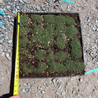 百里香 Elfin Creeping Thyme