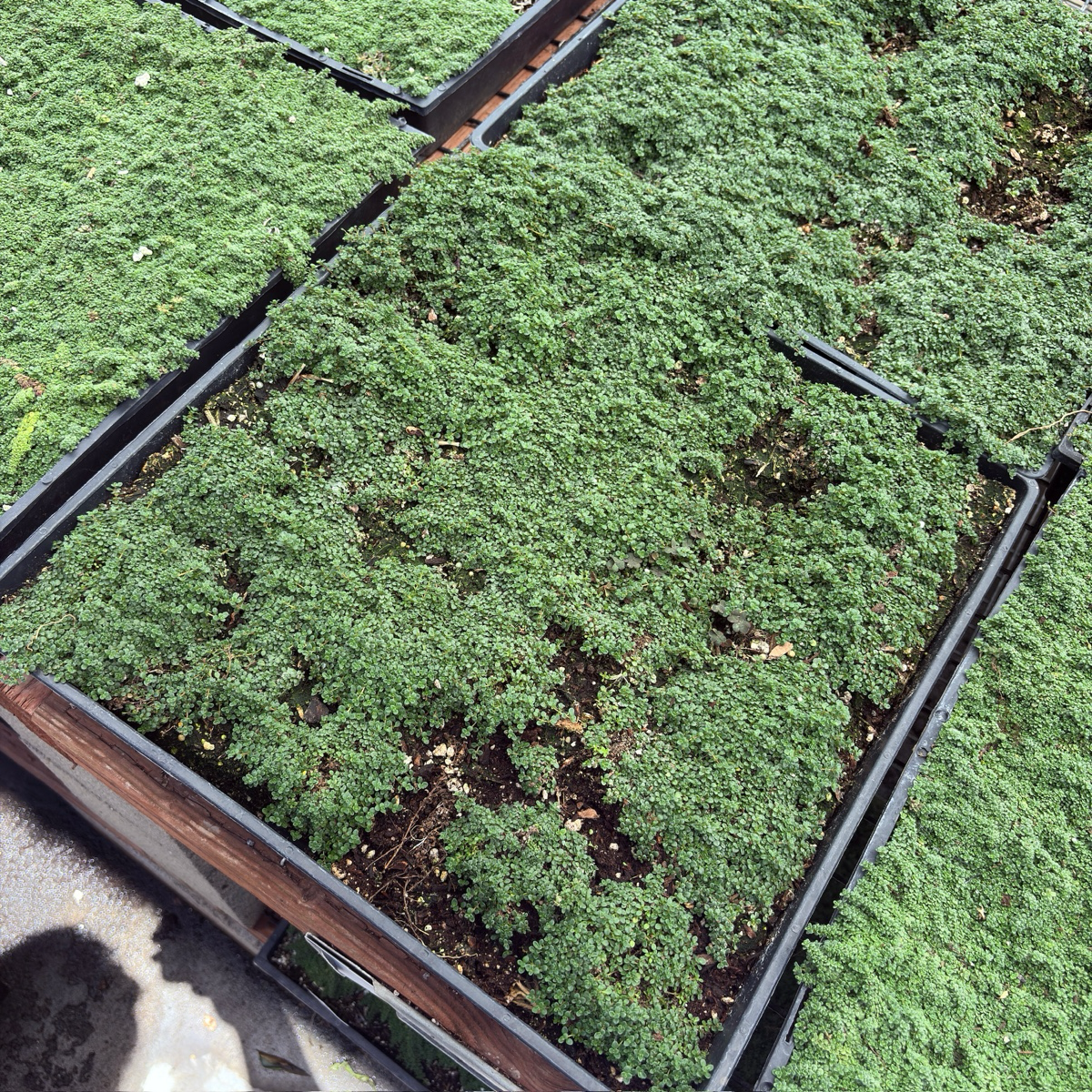 百里香 Elfin Creeping Thyme