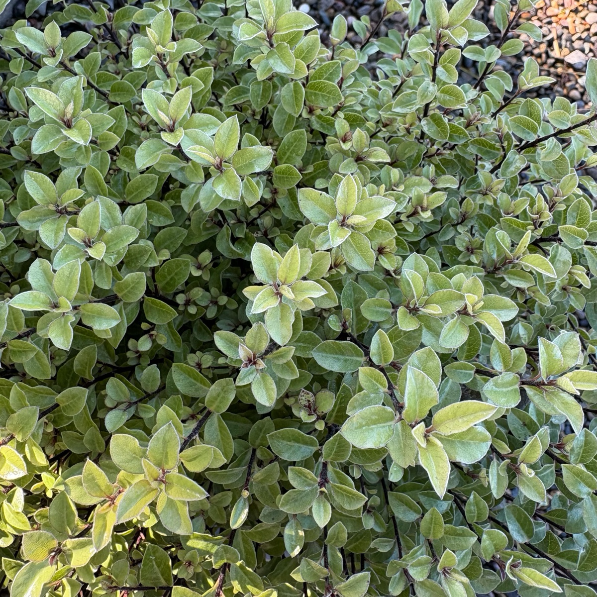 小精灵海桐 Elfin Kohuhu