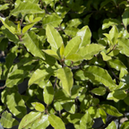 小精灵海桐 Elfin Kohuhu