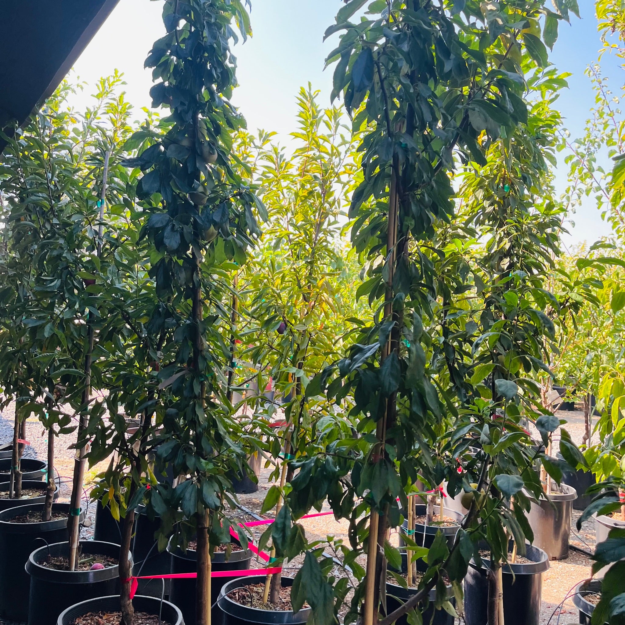 翡翠绿李子 Emerald Beaut Japanese Plum