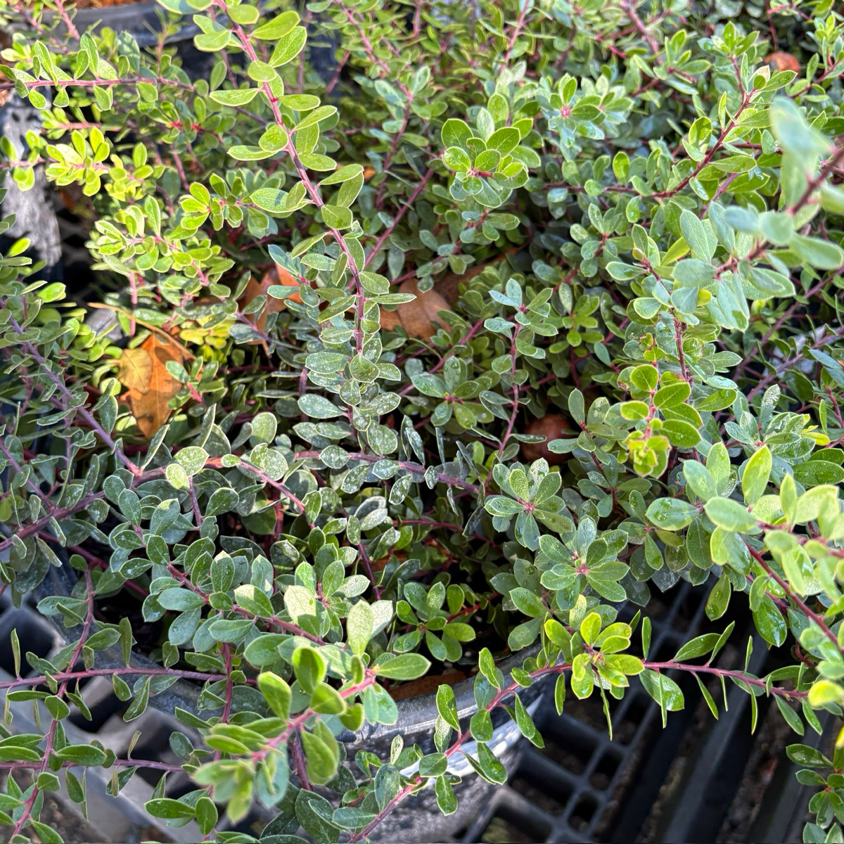 匍匐熊果-翡翠毯 Emerald Carpet Manzanita