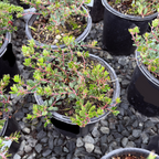 匍匐熊果-翡翠毯 Emerald Carpet Manzanita