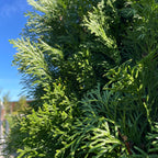 绿翡翠柏 Emerald Green Arborvitae