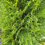 绿翡翠柏 Emerald Green Arborvitae