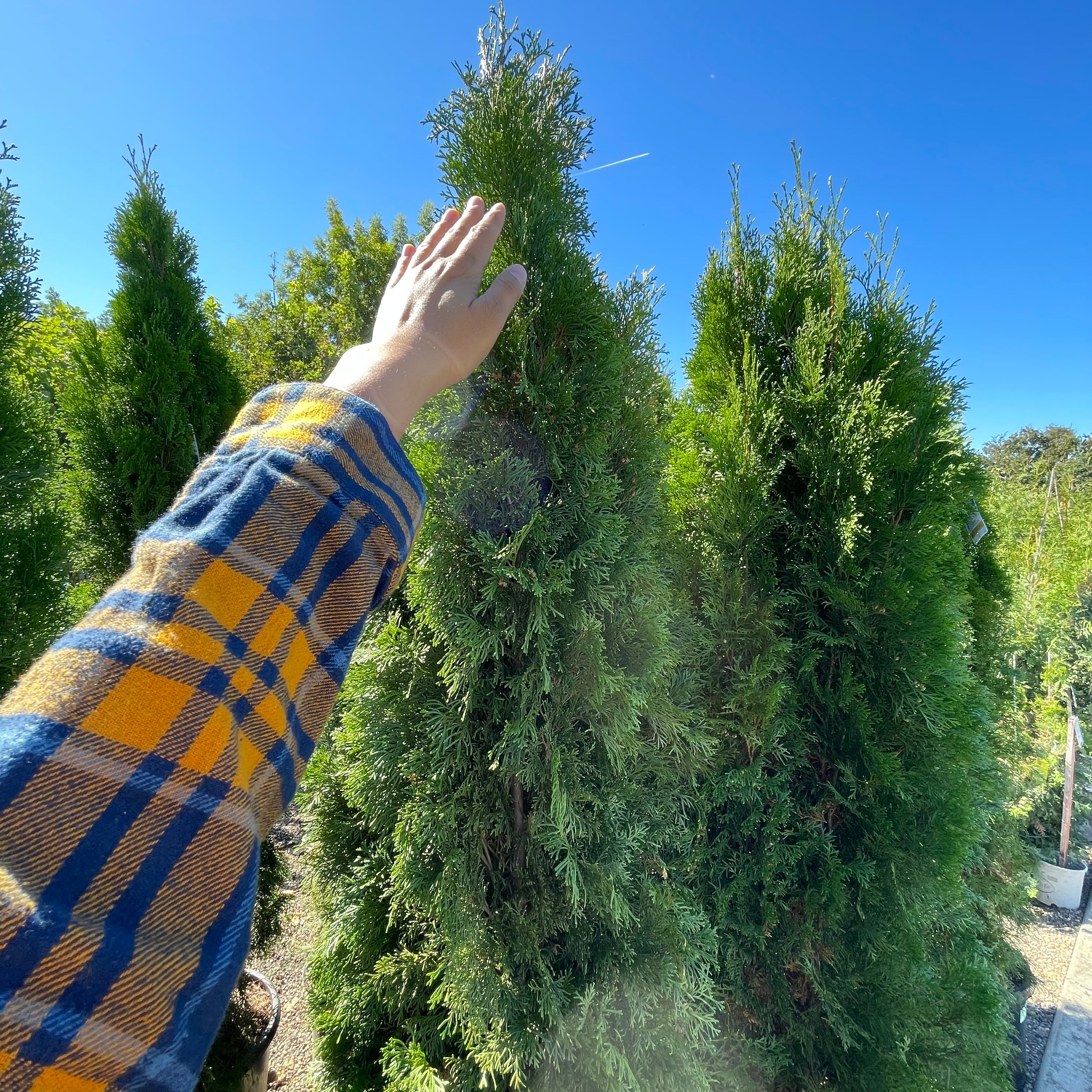 绿翡翠柏 Emerald Green Arborvitae